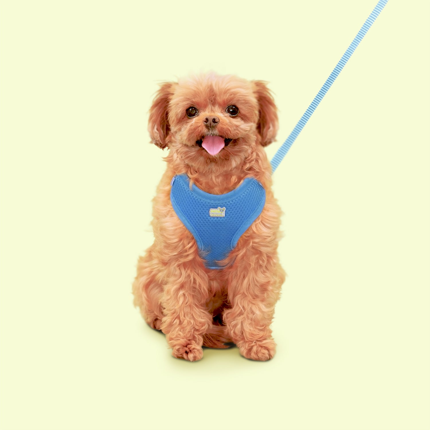 Petite Pistache Leash for Small Dogs